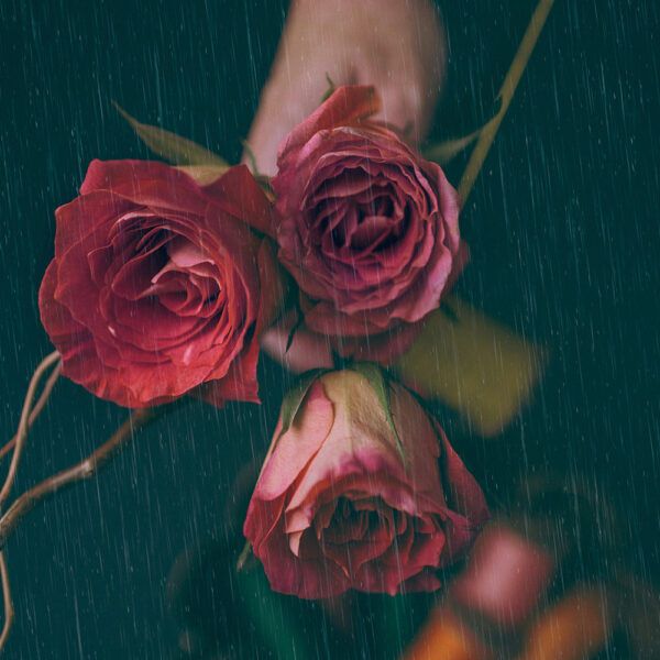 London Red Roses + White Tea Candle | Roses are red, so are you - Image 5